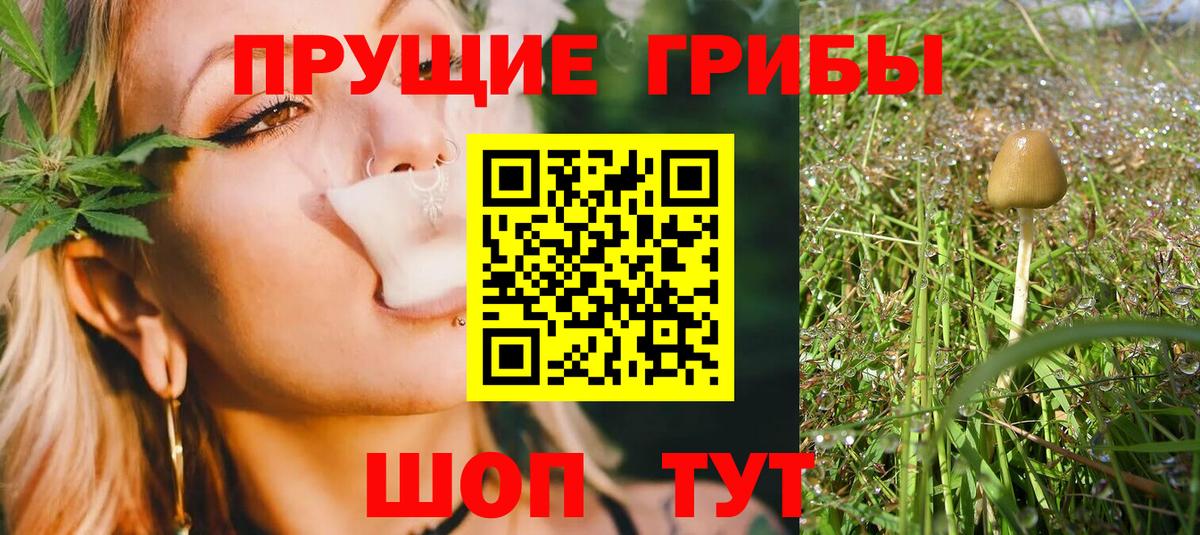 Галлюциногенные грибы Psilocybe Озёрск